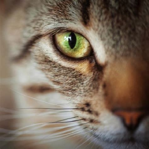 Cats can shed their whiskers just like normal hairs. Do cats' whiskers grow back? | FavCats.com