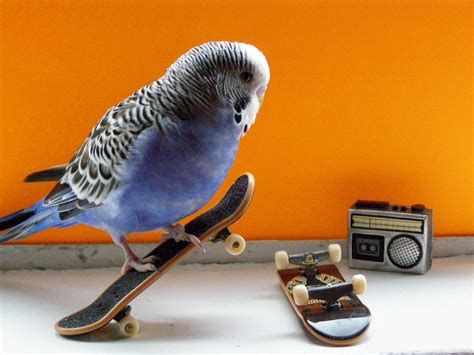 Funny Budgies Nice Pictures 2012 Pets Cute And Docile