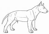 Lineart Canispitbull sketch template