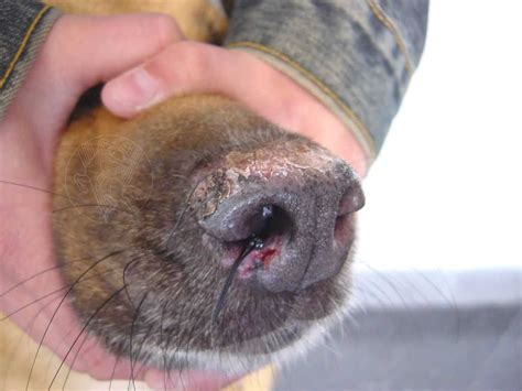 Lupus In Dogs
