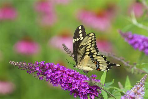 Giant Swallowtail Butterfly Papilio Photograph By