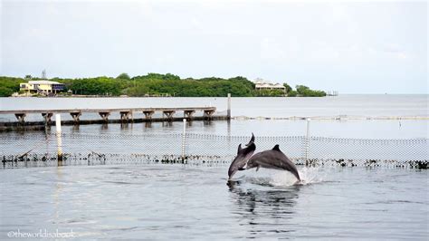 Dolphin Research Center Florida Key West Tourism Everglades National