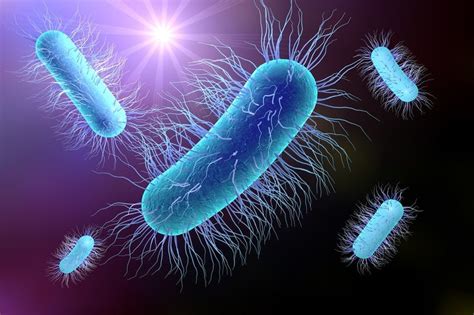 Bakteria E. coli: Przyczyny, objawy i leczenie zakażenia - Porady w ...