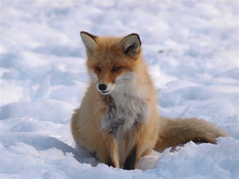 7 Wonderful Animals To Look Out For In Hokkaido