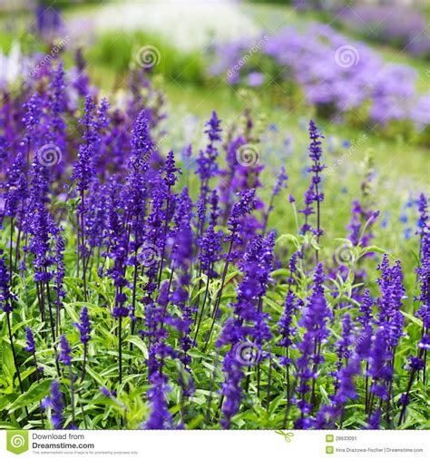 Even so, it's packed with a variety of important nutrients and compounds. Sage in Bloom stock image. Image of head, color, square ...