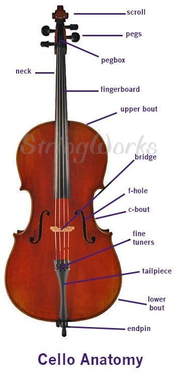 Buy Violas Violins Cellos Online Stringworks Anatomy Of A Violin