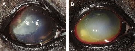 Antifungal Therapy In Equine Ocular Mycotic Infections Veterinary