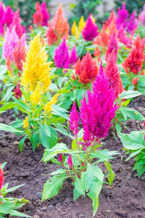 Summer annual flowers in pakistan. The 15 Best Annual Flowers You Need to Plant In Your Yard ...