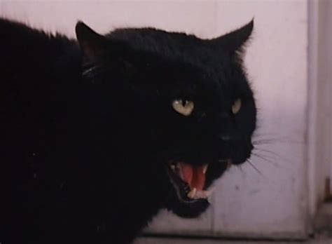 Your goal is to try to not have negative things happens between the new kitten and the older cat (except a bit of hissing). Amanda & the Alien (1995) - Cinema Cats