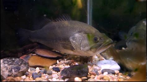Largemouth Bass Eats A Bluegill In An Aquarium Youtube