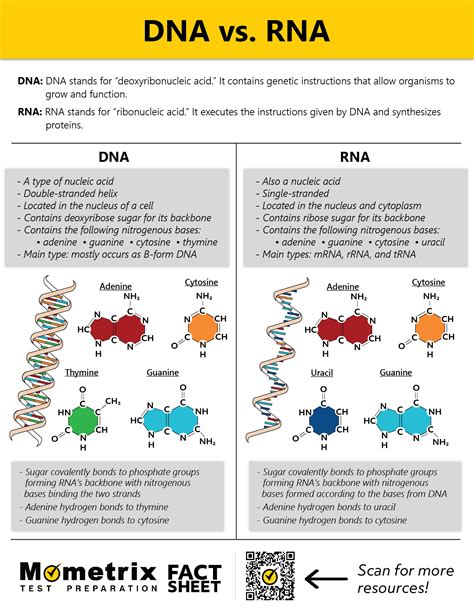 DNA Vs RNA Video Fact Sheet