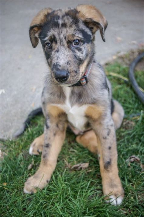 Give a puppy a forever home or rehome a rescue. Catahoula Blue Heeler Mix Puppies For Sale in 2020 ...