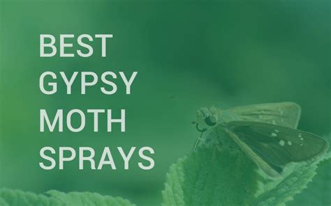 The european gypsy moth is an invasive species whose caterpillars can do significant damage to foliage, and are of particular concern to 'golden calf' statue of donald trump sparks biblical ridicule at cpac. Pin on Moth control tips & tricks
