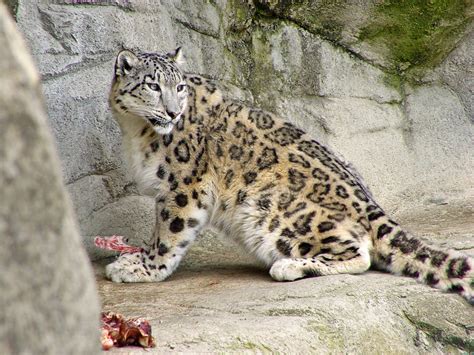 50+ Facts About Snow Leopards | Owlcation