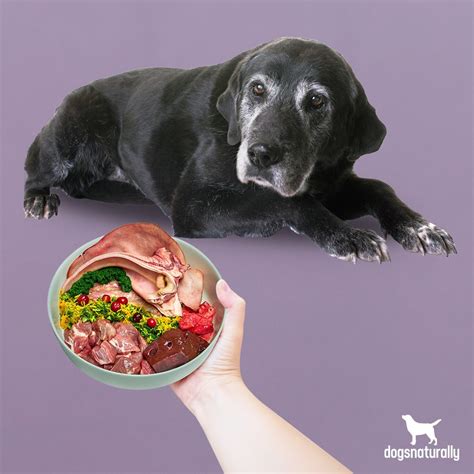 Finding the right diet for a diabetic dog is a key part of managing this disease. Smart Diet for Senior Dogs: The Best Food for Graying ...