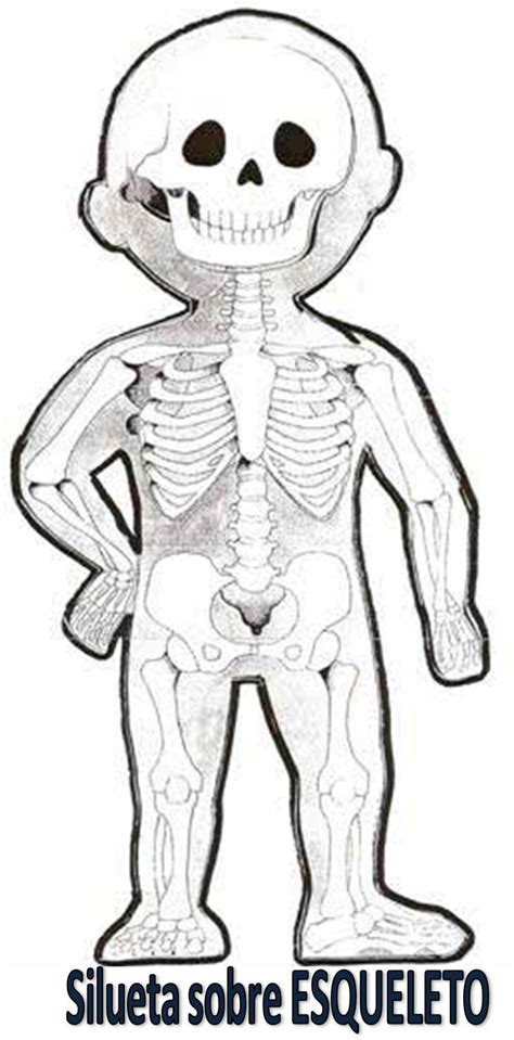 Material Didáctico El Cuerpo Humano Esqueleto Y órganos Internos