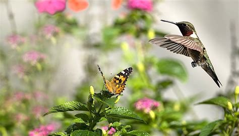 These tiny jeweled birds are a joy to observe zipping about from flower to flower. Perennials for Hummingbirds And Butterflies — The Forest ...