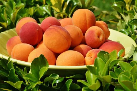 9 Types And Varieties Of Apricots You Will Want To Try Complete Gardering