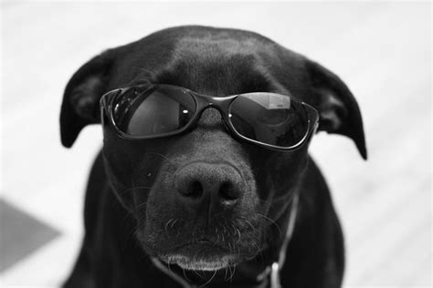53 Perfect Photos Of Dogs Wearing Sunglasses Sunglasses Perfect