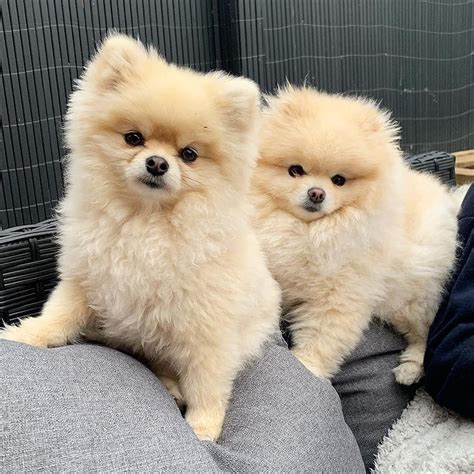 Amazing Little Pomeranian Puppies