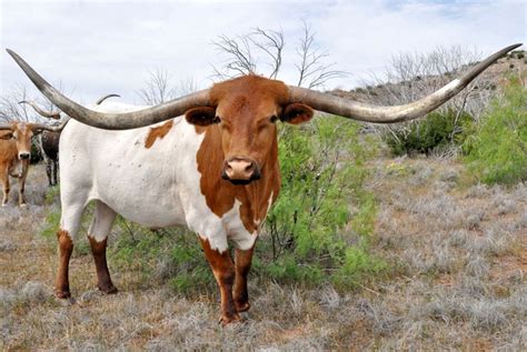 Texas Longhorn Cows And Bulls For Sale In Ohio