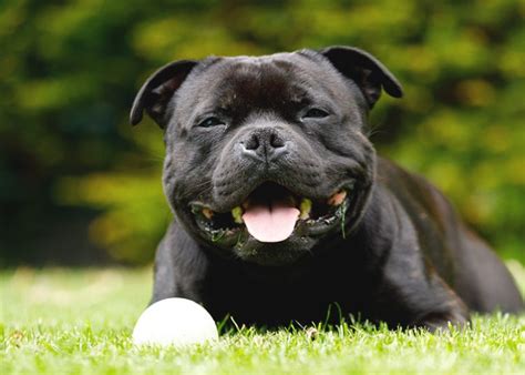 Nomes De Cachorro De Pobre Listamos Ideias Divertidas