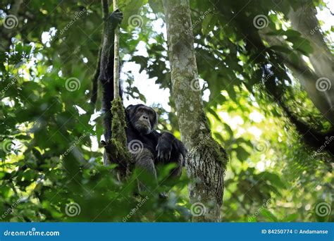 Chimpanzee In Tree Stock Photo Image Of Wildlife Common 84250774