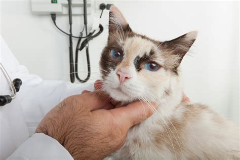 Tumors, nasopharyngeal polyps, chronic nasal disease, damage to the airways, and collapse of the trachea can result in difficult breathing and other signs of respiratory disease. Cancer In Cats: Symptoms And Treatment