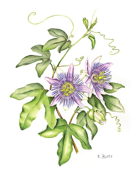Botanical Illustration Passion Flower Painting By Karla Beatty Fine