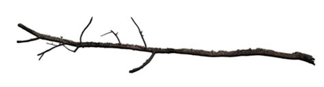 Tree Branch Transparent Background Png