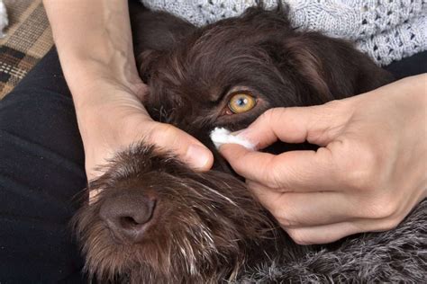 Can Dogs Get Pimples Causes Treatment And When To Bring To Vet
