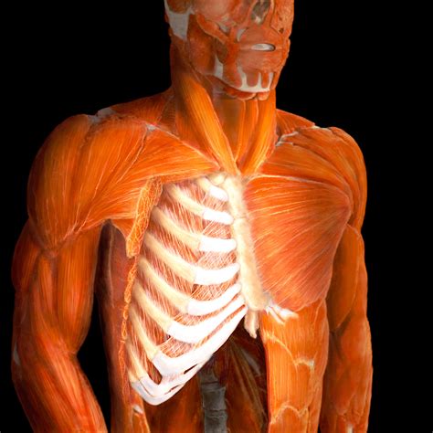 Muscles That Position The Pectoral Girdle Storymd