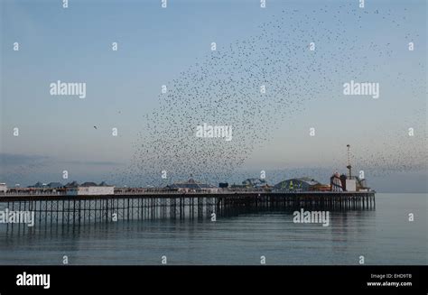 Starlings Over Brighton Pier At Sunset Stock Photo Alamy