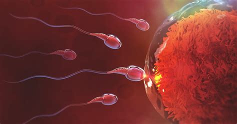 We Misunderstood How Sperm Swims For 340 Years Heres The Truth