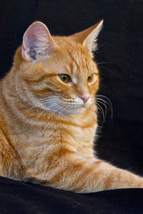 Orange Tabby Cats Usually Male