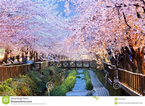 Cherry Blossoms Busan City In South Korea Stock Photo