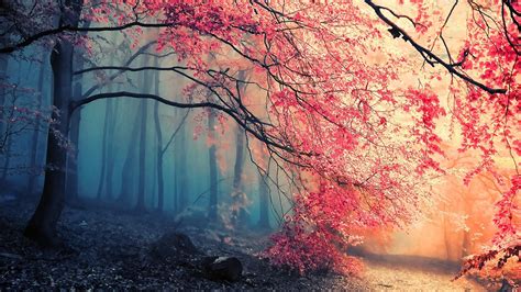 Forest Trees Pink Wallpapers Hd Desktop And Mobile