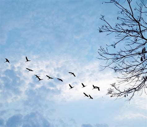 Wildlife Photography Of A Flock Of Birds Flying Over Blue Sky Free