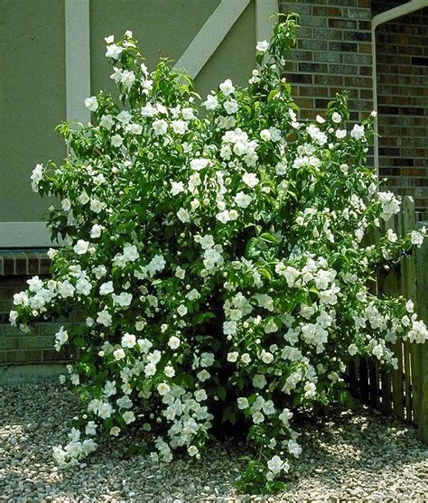 A Bush With White Flowers In Front Of A House
