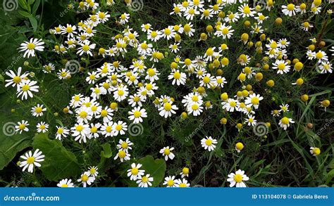 Chamomile Flowers In The Garden Stock Photo Image Of Gorgeous