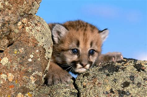 cougar cub felis concolor photograph by jeffrey lepore fine art america