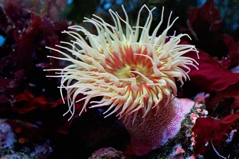 Sea Anemones ~ Aquatic Animals