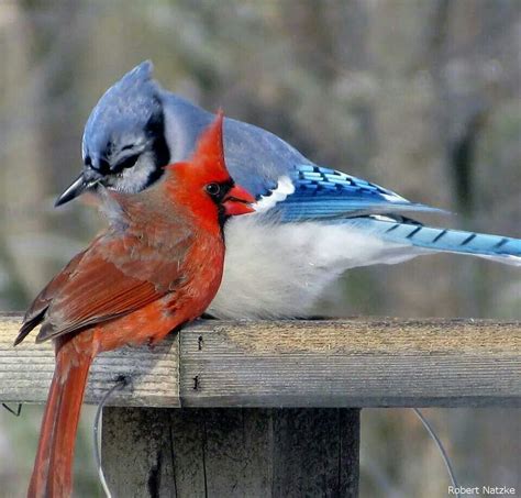 Blue Jay And Cardinal In Love