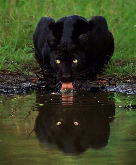 Black Panthers Big Cats Cats And Kittens Cute Cats Funny Cats
