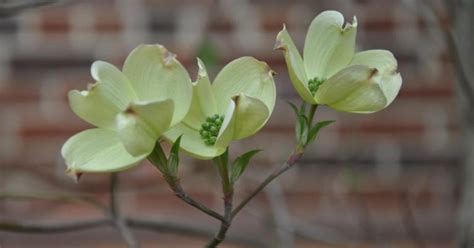 What is Church Planting? - ChurchGrowth.Net