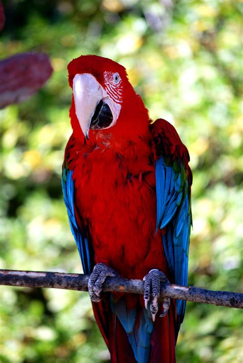 Parrot Caldwell Zoo Tyler Texas Parrot Animals Zoo