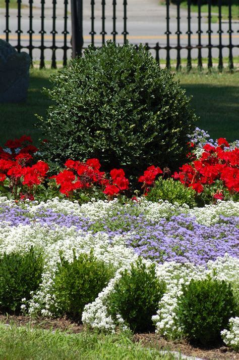 The Best Red White And Blue Flowers Beautiful Flowers Garden