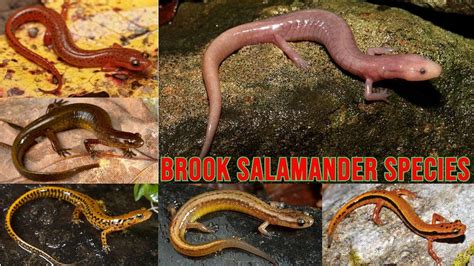 All Brook Salamander Species Types Of Brook Salamander Brook