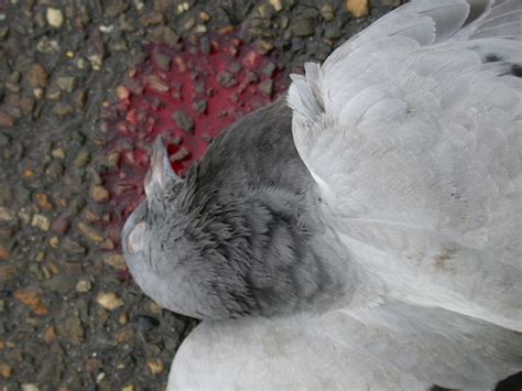Imageafter Images Dove Pigeon Feathers Dead Blood Head Beak