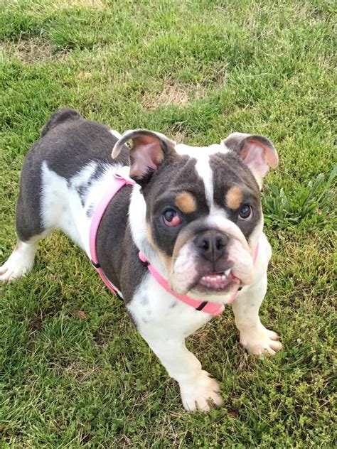 Illinois english bulldog rescue is dependent on the donations of our supporters. Mildred Rose | Georgia English Bulldog Rescue